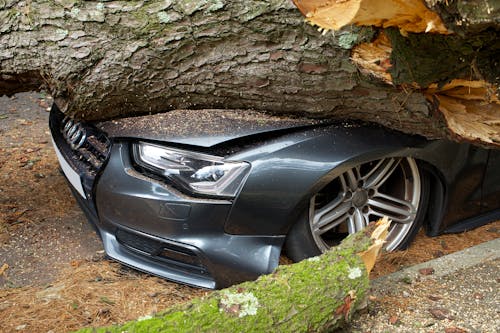 Free A vehicle damaged by a fallen tree after an accident in the United Kingdom. Stock Photo