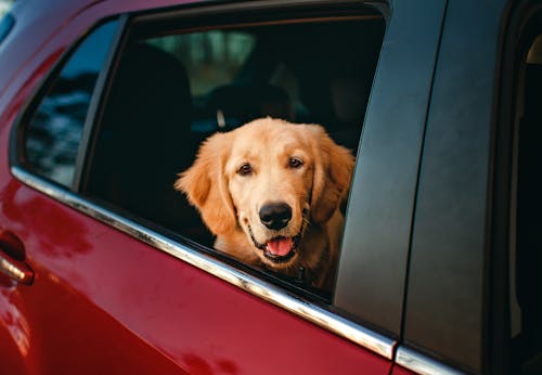 Free Dog in Car Window Stock Photo
