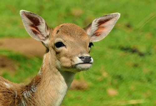 Free Deer in Grass Field during Day Time Stock Photo